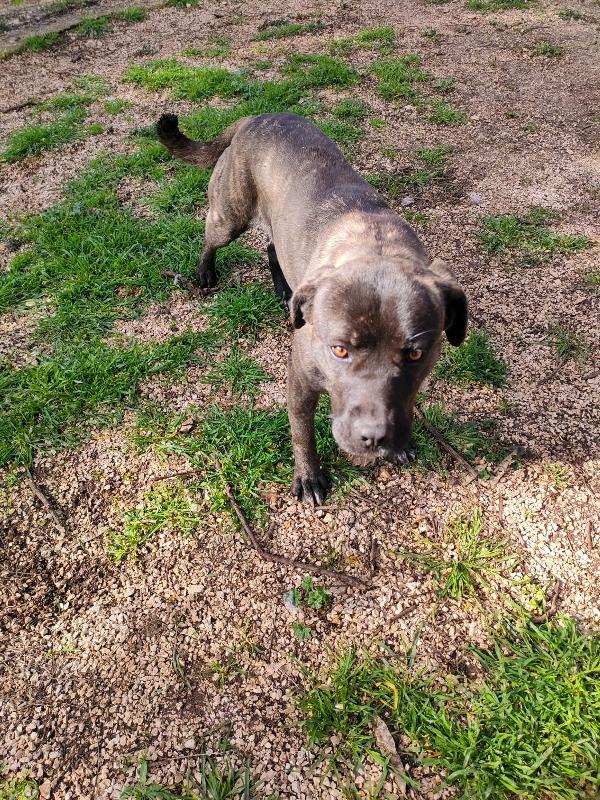 Reina - Quasi 2 Anni (nata indicativamente il 6 Ottobre 2023)  - Mix Cane Corso  - Taglia: Media   Foto 4